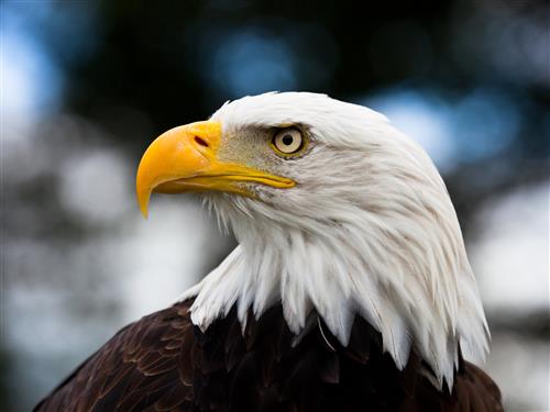 Eagle 